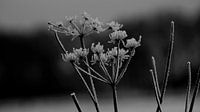 Frozen caraway