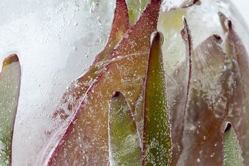 Plant rood en groen in kristalhelder ijs 1 van Marc Heiligenstein