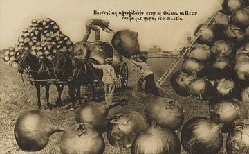 Harvesting a profitable crop of Onions in Nebreska by Vintage Afbeeldingen