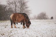 grazen in de sneeuw van Tania Perneel thumbnail