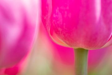 Roze tulp van Astrid Volten
