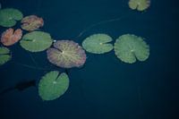 Waterlelie