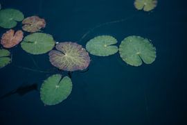 Wasserlilie von Anne van den Hoogen