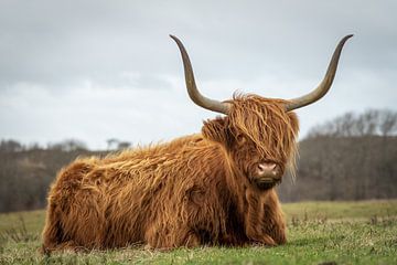 Schotse hooglander in natuurgebied