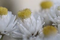 Macro-fleur en blanc doux