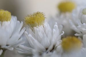 Macro bloem in zacht wit