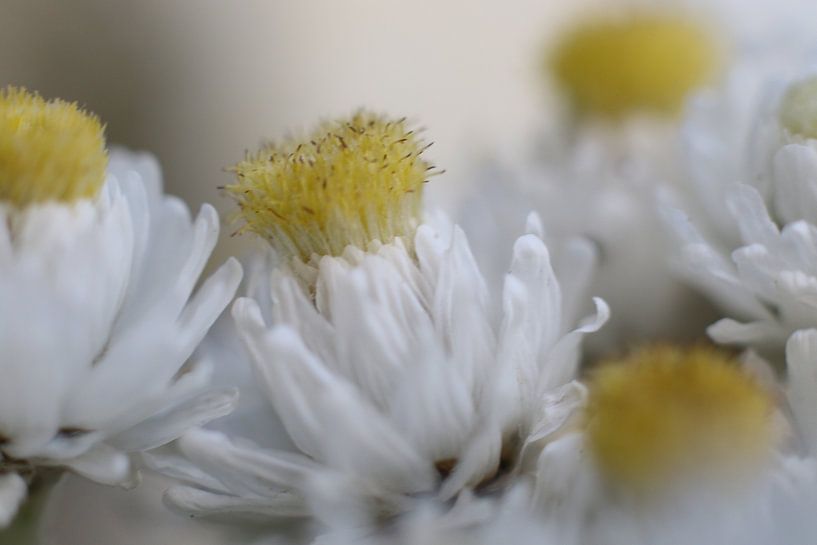 Macro-fleur en blanc doux par Geert Naessens