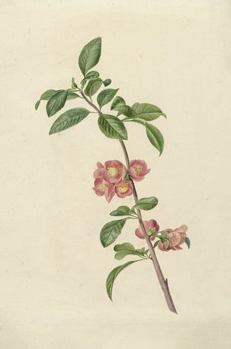 Branche fleurie de cerisier japonais par C.J. Kruimel, 1700 - 1800