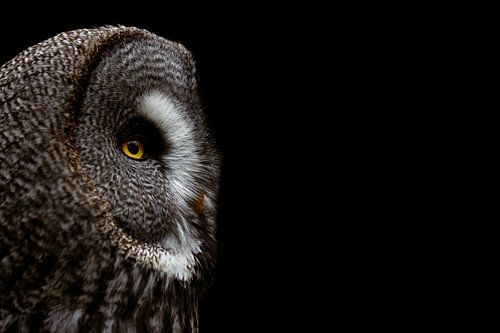 Portrait de hibou grand-duc