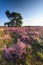 Bloeiende heide tijdens zonsopgang in de zomer van Sjoerd van der Wal Fotografie thumbnail