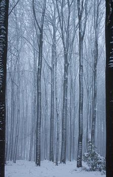 Winterwunderland im Vijlenerbos