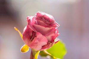 rose rose sur Tania Perneel
