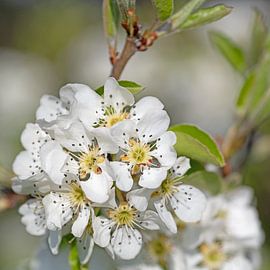 Pear blossom by Michael Schuppich