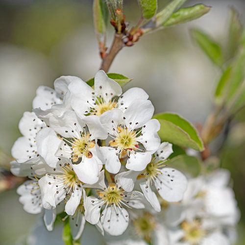 Pear blossom