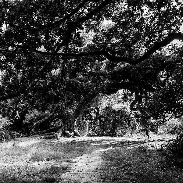 Growing pains 4 by Linda Hutten
