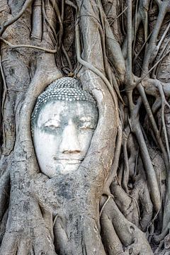 Boeddha in boom van Richard Guijt Photography