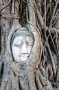 Boeddha in boom van Richard Guijt Photography thumbnail