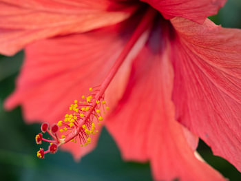 Groze roze bloem.