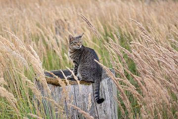 Tabby Cat in the Woods by VIDEOMUNDUM