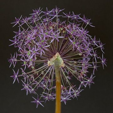 Allium van Karin Bakker Fotografie