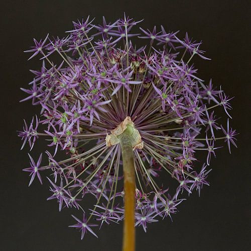 Allium