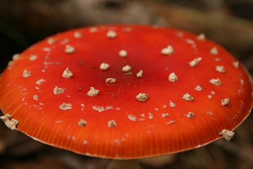 Rood met witte stippen 2