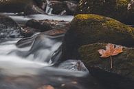 Feuilles d'automne sur une pierre dans le ruisseau par Marc-Sven Kirsch Aperçu