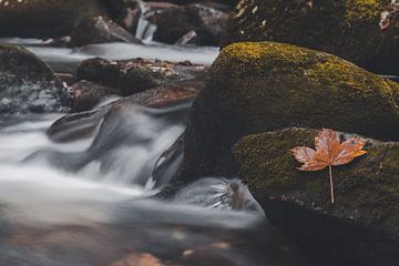Feuilles d'automne sur une pierre dans le ruisseau sur Marc-Sven Kirsch
