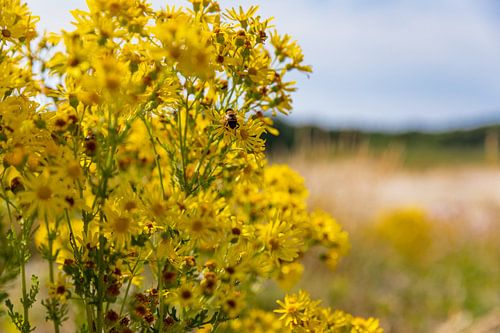 Gele bloemen met een bij in de duinen