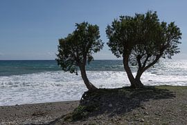 Bäume am Meer von Marcel Jagt