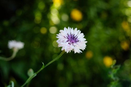 Nederland | Kleine paarse Korenbloem | Natuurfotografie