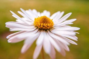 Witte Madeliefjes Bloesem van Mario Plechaty Photography