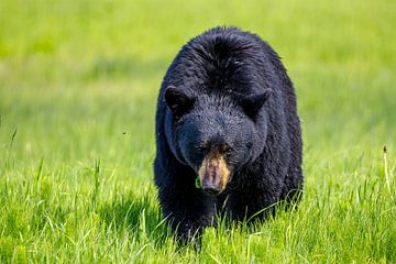 Wild black bear in North America by Roland Brack