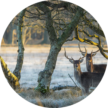 Damherten in natuurgebied