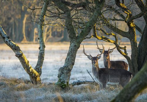 Damherten in natuurgebied
