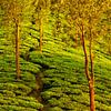 Des arbres dans une plantation de thé au Kerala, près de Munnar, en Inde du Sud, dans la lumière dor sur Robert Ruidl