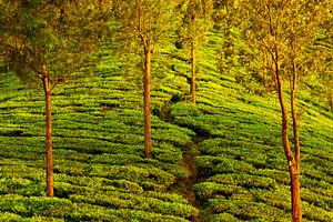 Des arbres dans une plantation de thé au Kerala, près de Munnar, en Inde du Sud, dans la lumière dor sur Robert Ruidl
