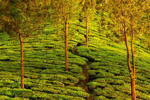 Bäume in Teeplantage in Kerala, nahe Munnar, Südindien im goldenen Abendlicht
