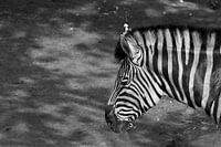Zebra schwarz-weiß