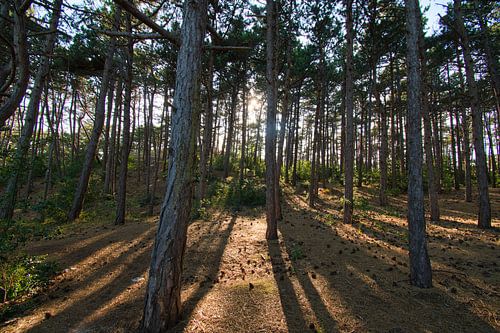 Dennenbos in Noord-Holland