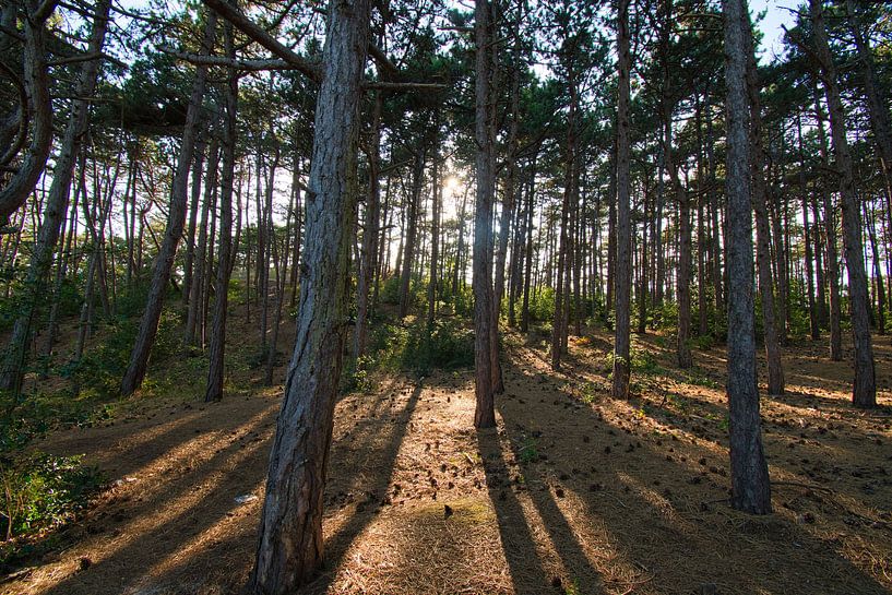 Pine forest in North Holland by Tanja Voigt
