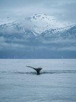 Whale in the Fjord