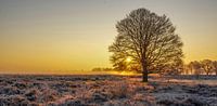 Zonsopkomst op de Edese heide, Ede, Nederland