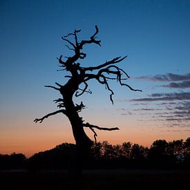 Dead tree with special sky at sunset by Andre Brasse Photography