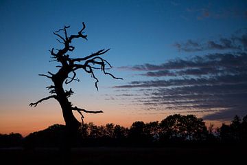 Dead tree with special sky at sunset by Andre Brasse Photography