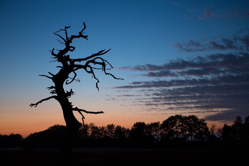 Toter Baum mit besonderem Himmel bei Sonnenuntergang von Andre Brasse Photography