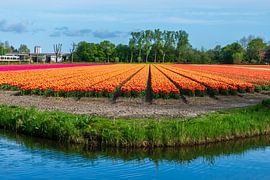 Bunte Zwiebelfelder in der Zwiebelregion von Arjan van der Veer
