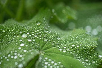 gouttes de pluie sur le manteau de la dame sur Hanneke Luit