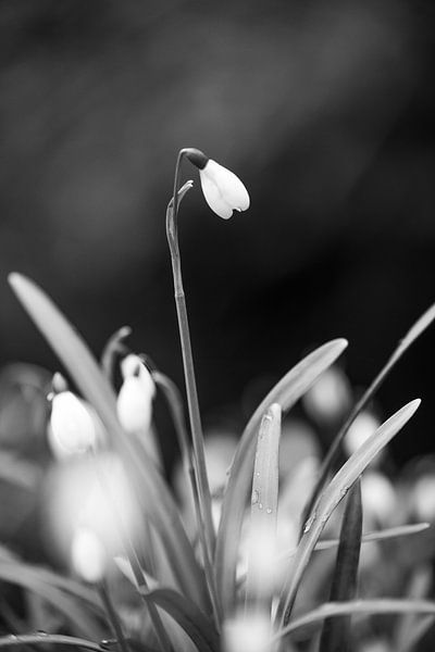 Schneeglöckchen | Wechsel der Jahreszeit 3 von Ratna Bosch