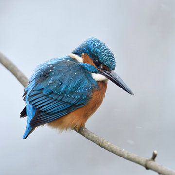 Kingfisher * Alcedo atthis * in winter with snowflakes on its back van wunderbare Erde